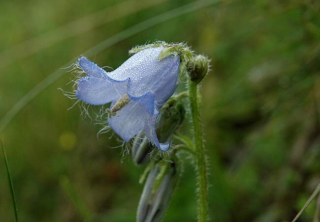 Campanilla barbuda