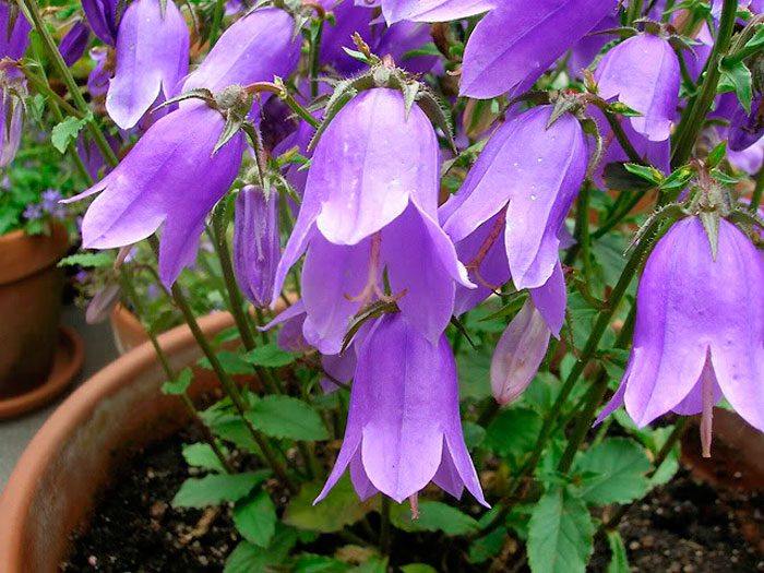Campanilla de estilo largo