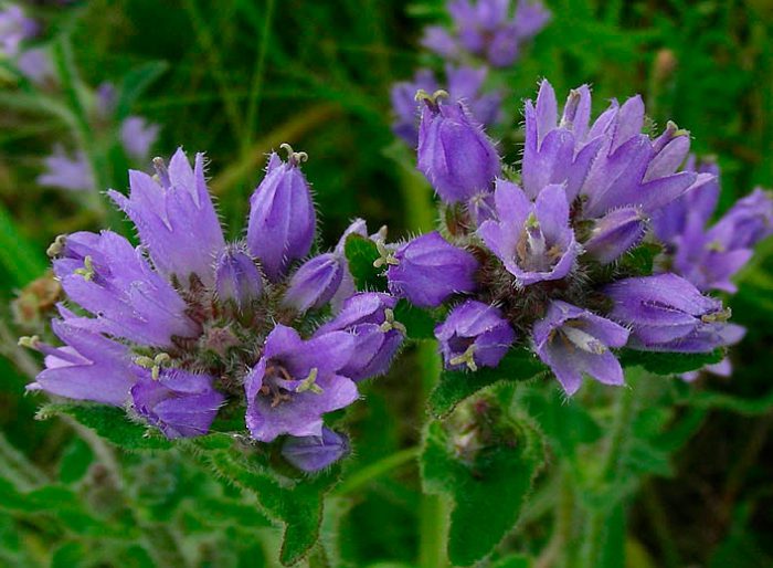 Campanilla de pelo escamoso
