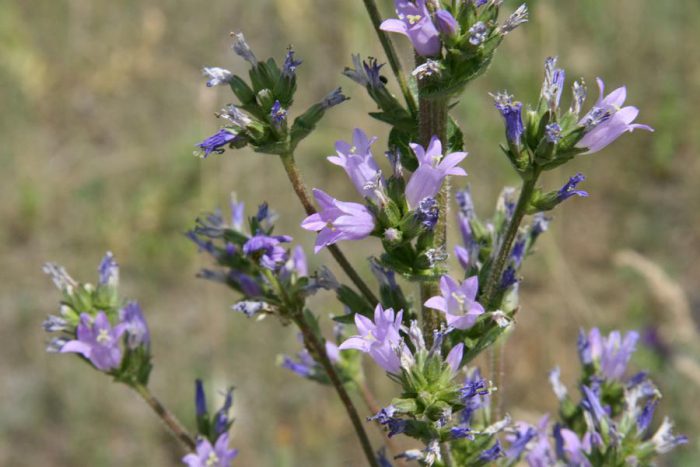Campanilla de espiga grande