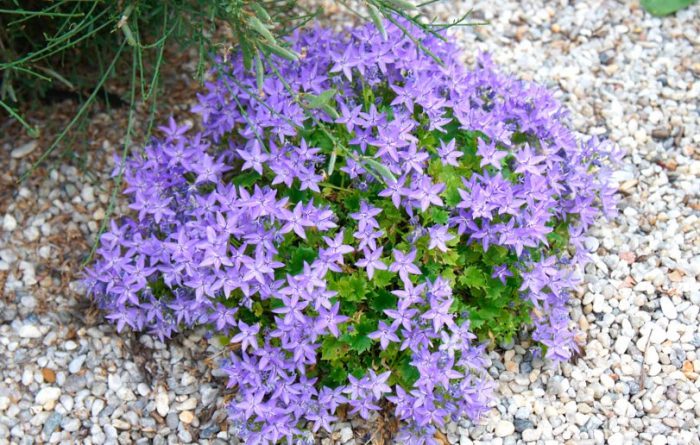 Campanilla garganensis