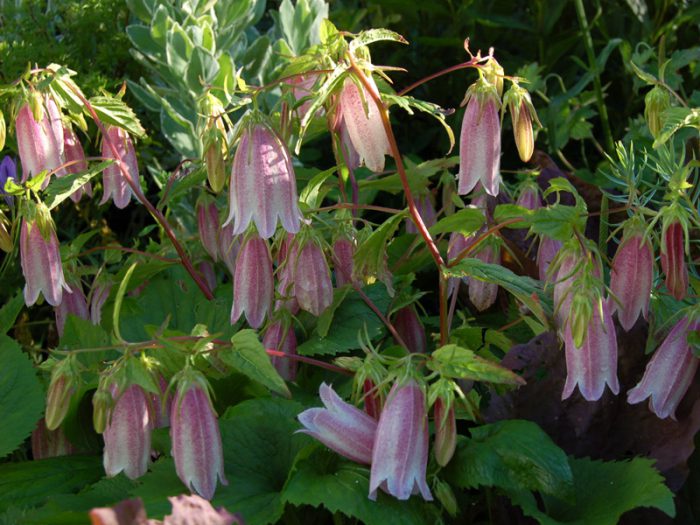 Campanilla de Takeshima