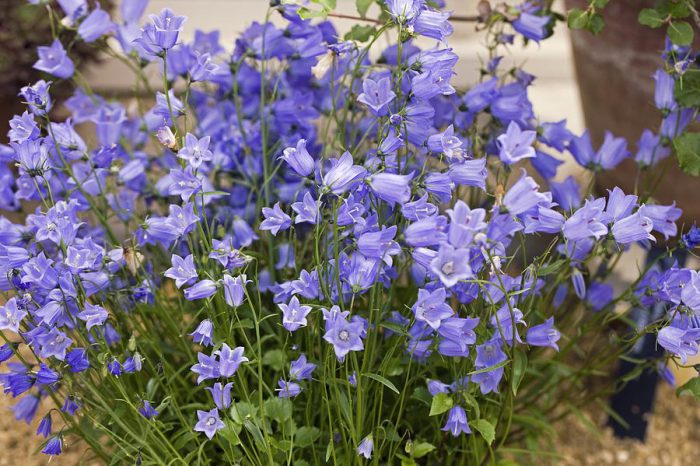 Espiral de campanilla