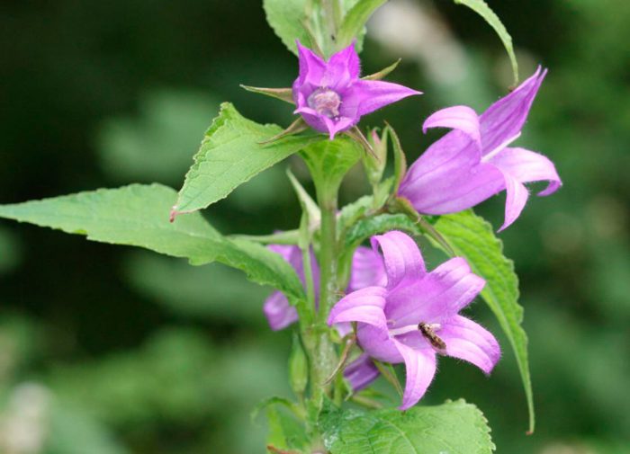 Bellflower hoja ancha
