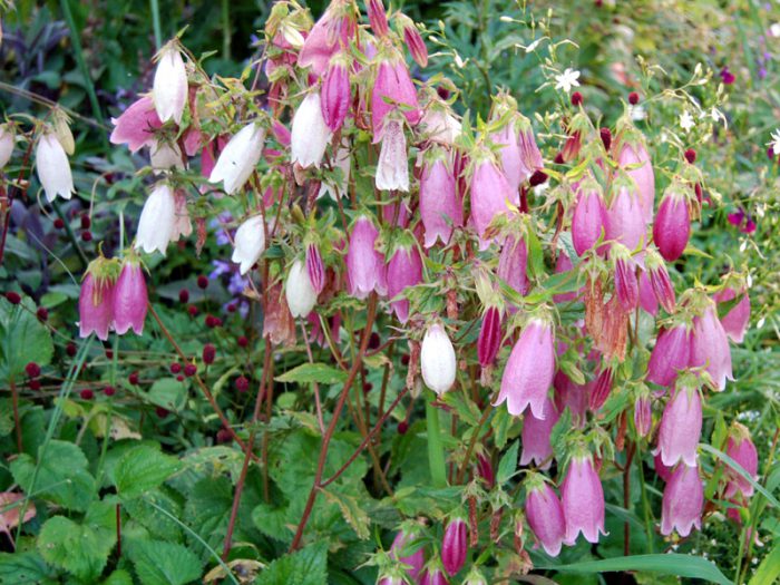 Campanilla punteada