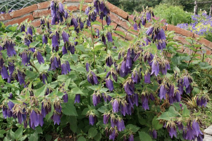 Campanilla Sarastro