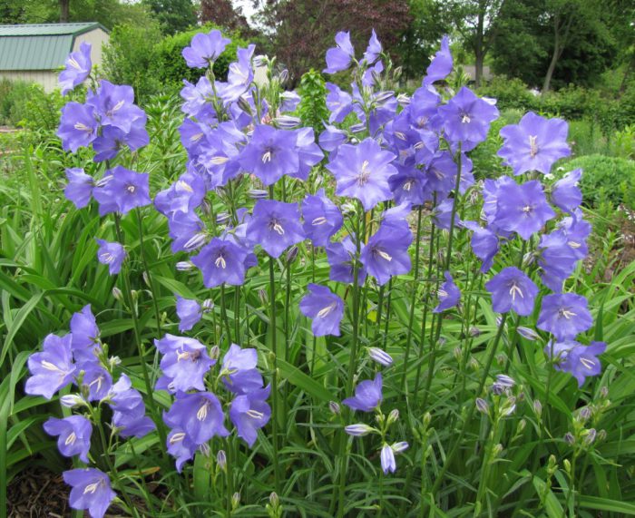 Campanilla persicifolia