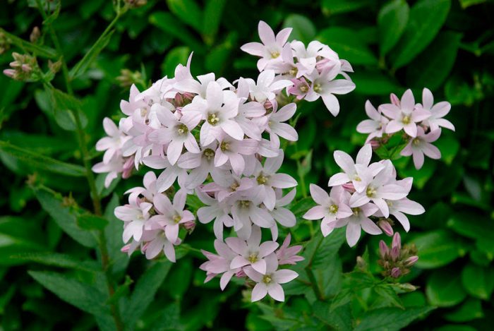 Bellflower Milkflower