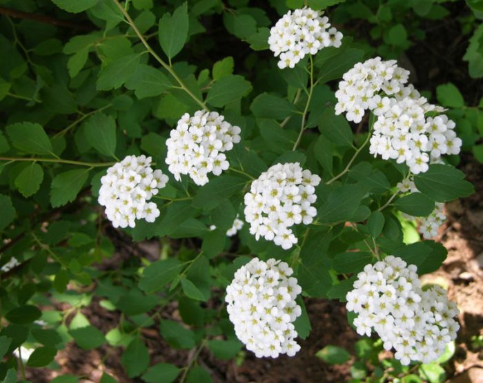 Spirea vangutta