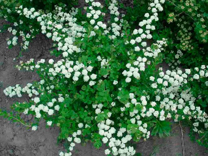Spirea Nippon