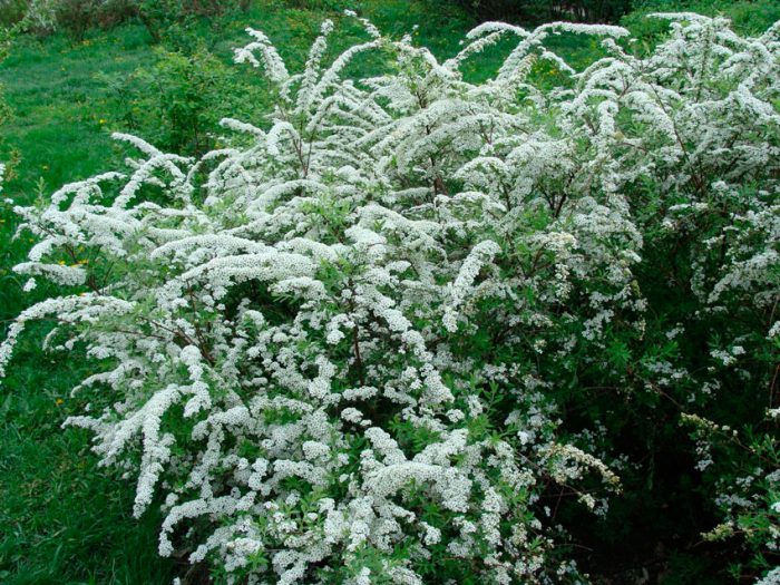 Spiraea arguta