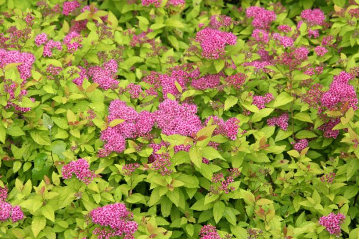 Spiraea japonica Princesa Dorada