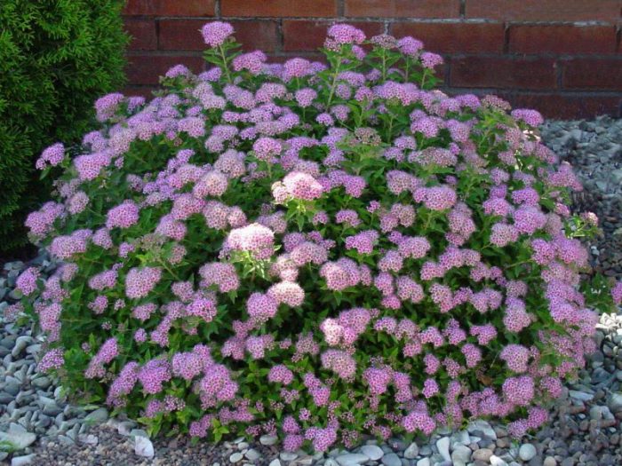Spiraea japonica Pequeña princesa