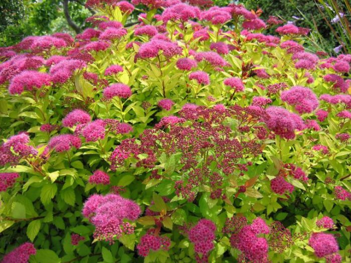 espirea japonesa