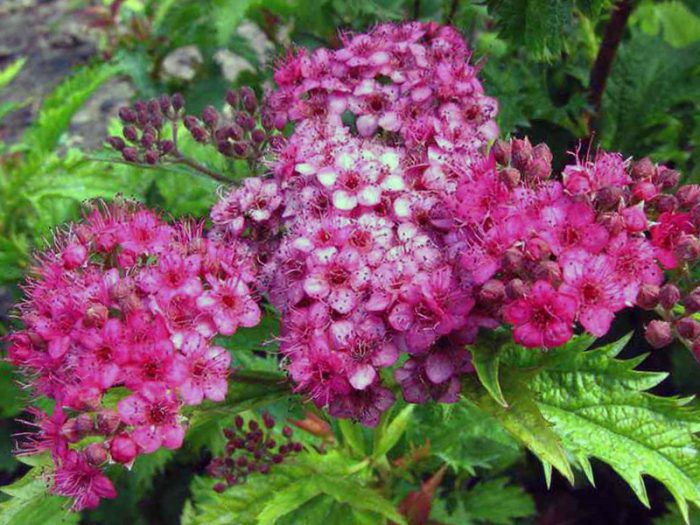 Spiraea japonica Crispa