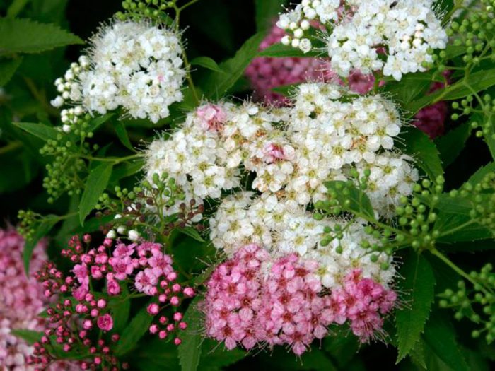 Spiraea japonica Shirobana