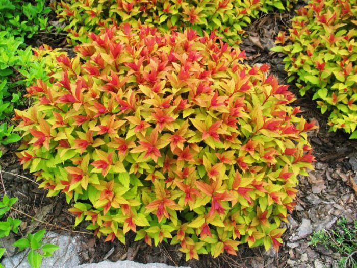 Spiraea japonica Llama dorada