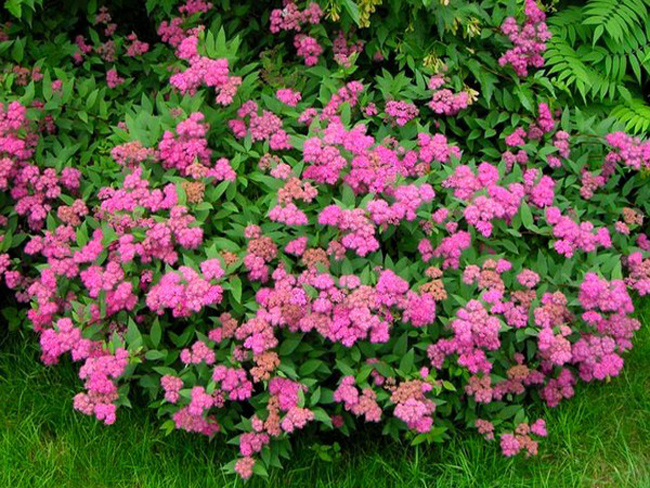 Spirea Bumalda