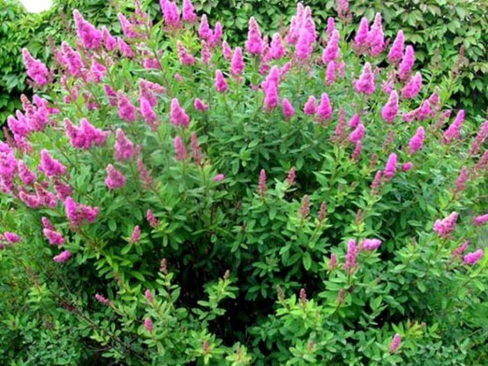 Spiraea salicaria