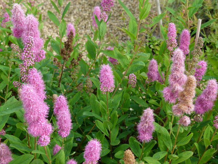 Spirea de Billard