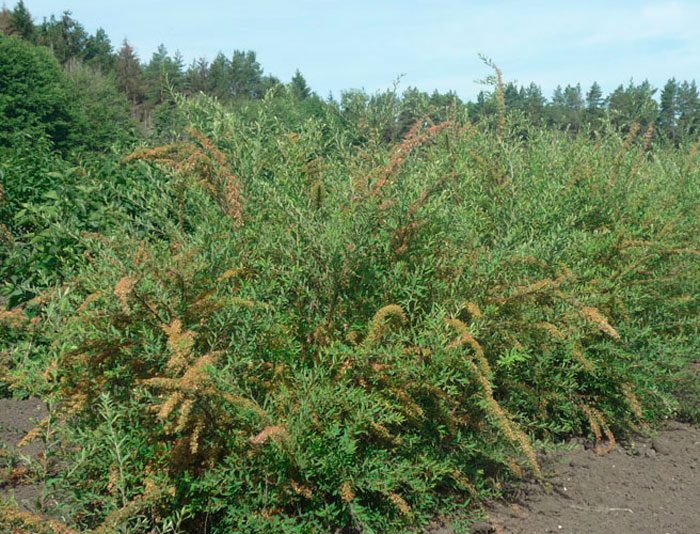 Spiraea después de la floración