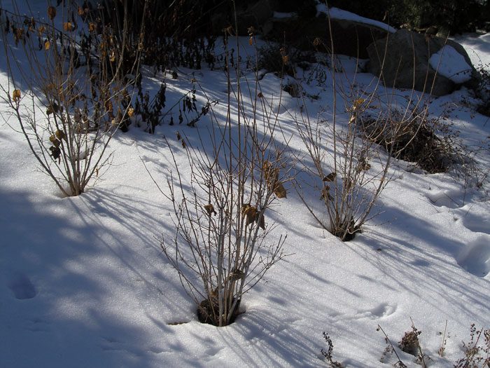 Invernada