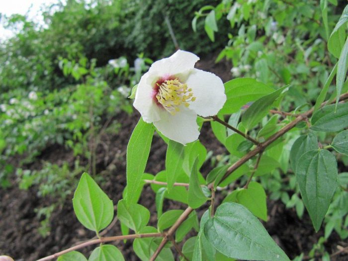 Chubushnik Bicolor