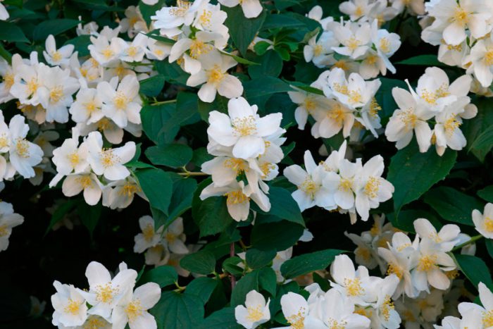 Filadelfo (Philadelphus coronarius)
