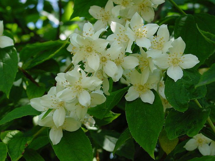 Variedad Bowles o Variegatus