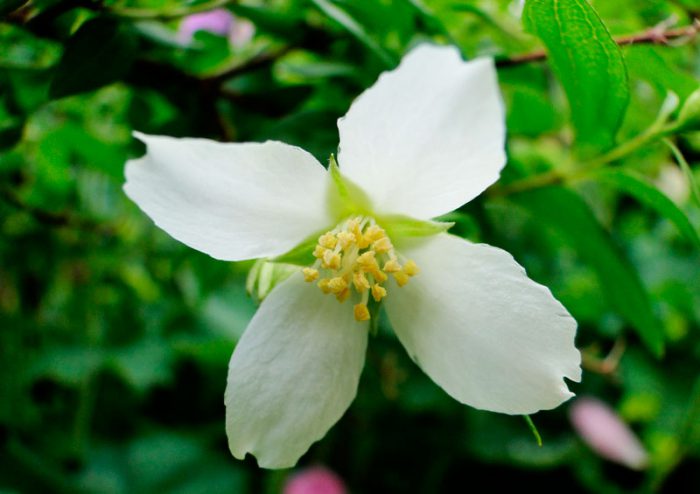 Filadelfo de Lemoine (Philadelphus x lemoinei)