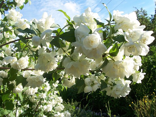 Torre de Schneeshturm de philadelphus