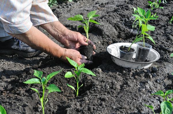 Plantación de salvia en campo abierto
