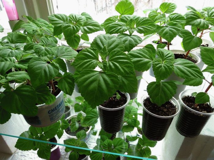 Plántulas de salvia