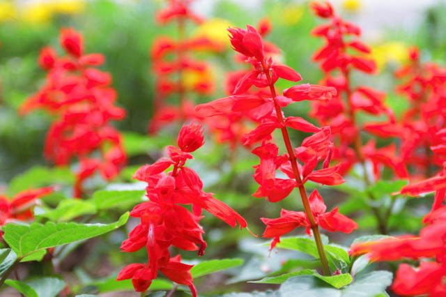 Salvia splendens