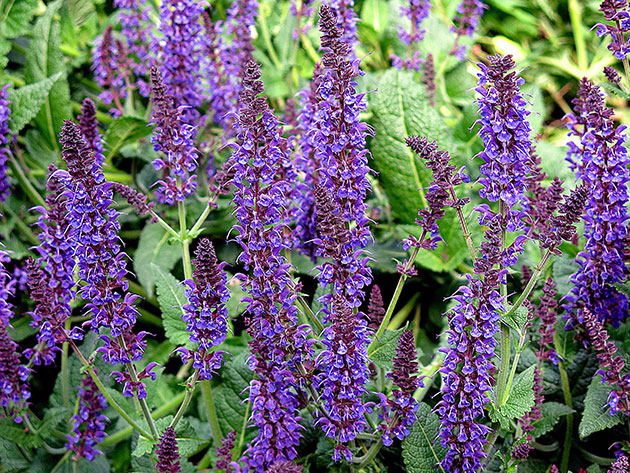 Salvia después de la floración