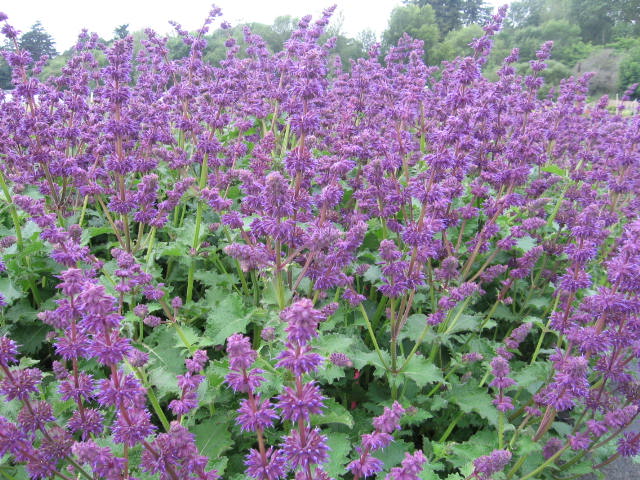 Salvia verticillata