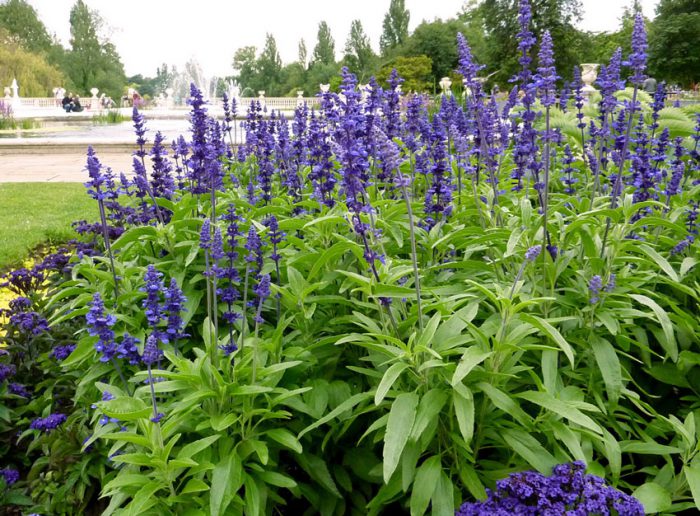 Salvia farinácea
