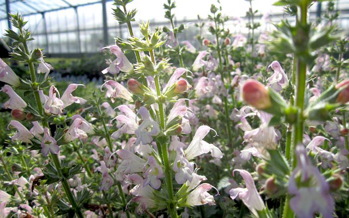 Salvia taraxacifolia
