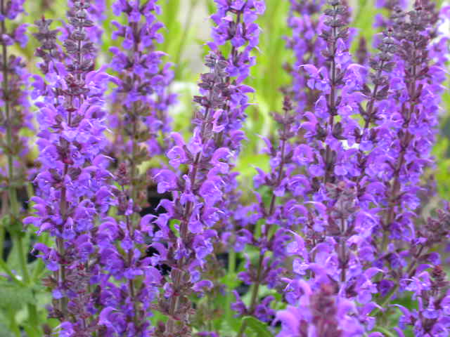 Salvia x superba