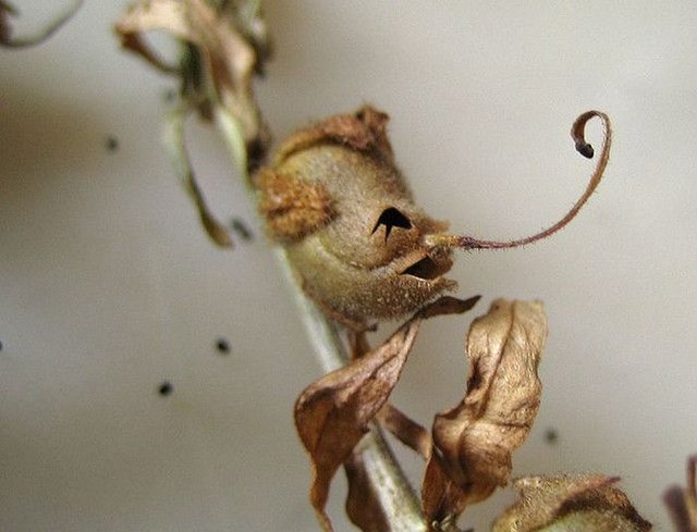 Después de la floración