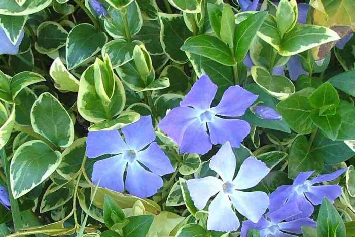Vinca mayor