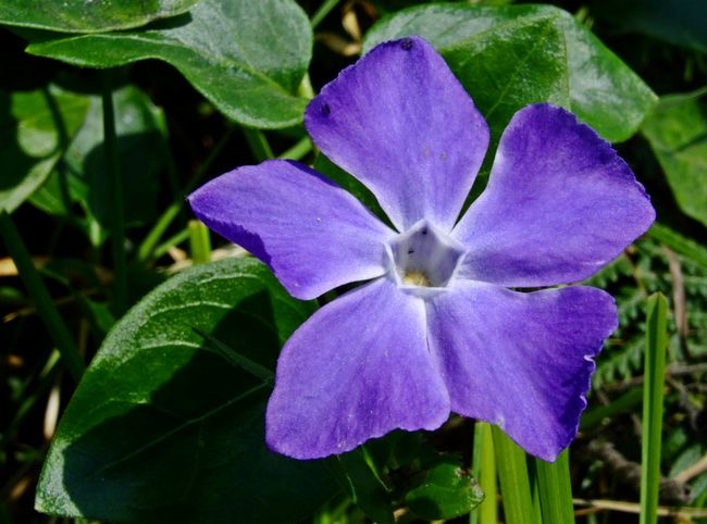 Vinca pubescens