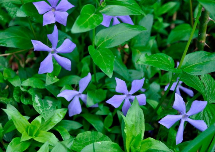 Periwinkle herbácea