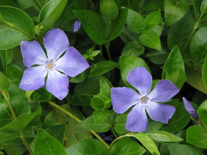Propiedades de la vincapervinca