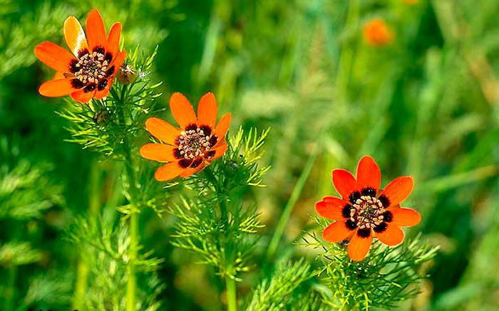 Adonis de verano (Adonis aestivalis)