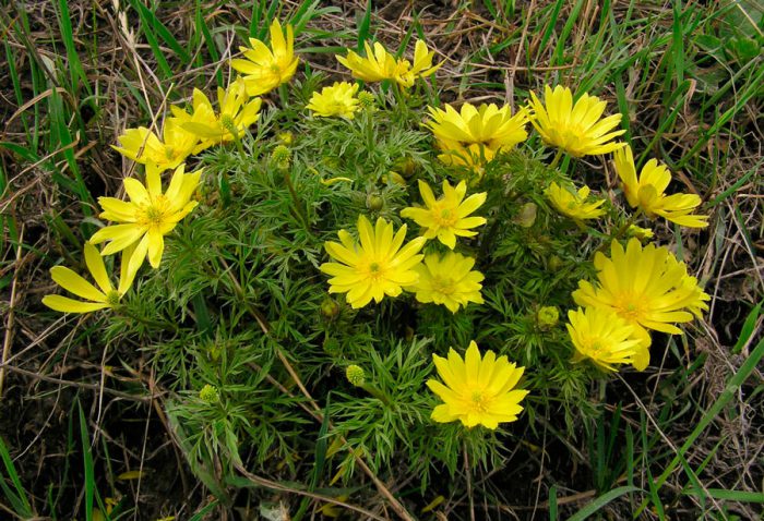 Adonis del Volga (Adonis volgensis)
