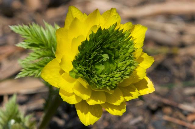 Amur Adonis (Adonis amurensis)