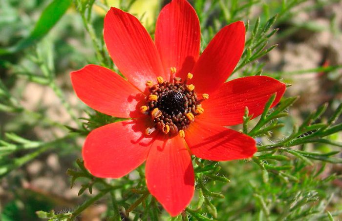Adonis de otoño (Adonis annua)