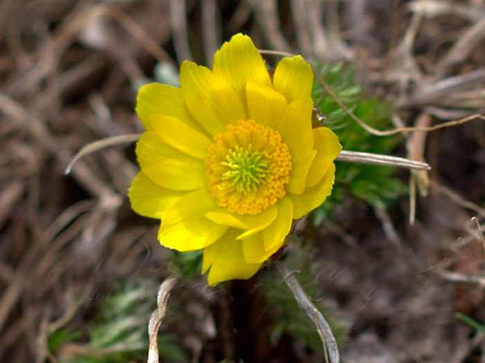 Adonis dorado (Adonis chrysocyathus)