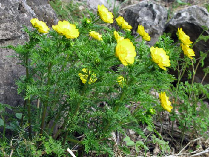 Adonis siberiano (Adonis sibirica)